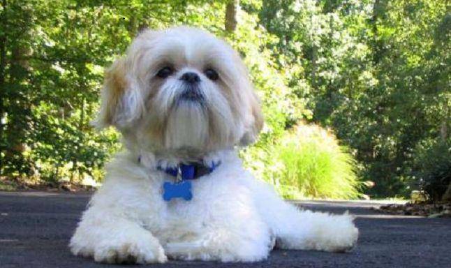 世界犬智商排名_世界犬种智商排行(2)