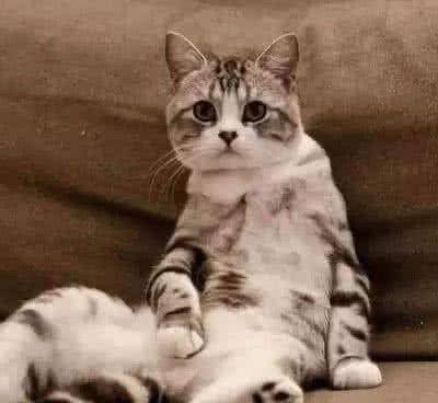 外出时将猫陪5岁的孩子玩，回家竟看到这一幕，猫：好无辜哦！