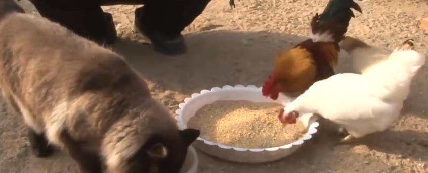 不爱猫窝爱鸡群,猫咪化身鸡群卫士,喵:这就是朕的天下啊 不爱猫窝爱鸡群,猫咪化身鸡群卫士,喵:这就是朕的天下啊