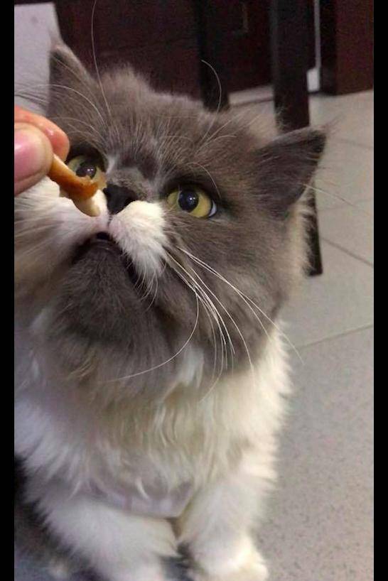 什么|主人把零食给猫咪吃,没想到它一脸嫌弃扭过头去:本宝宝不吃!