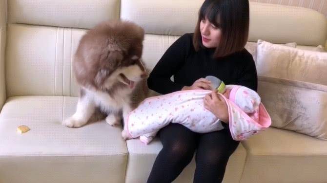 女主人产下小宝宝后，阿拉斯加瞬间失宠了，争宠的举动让人心疼！