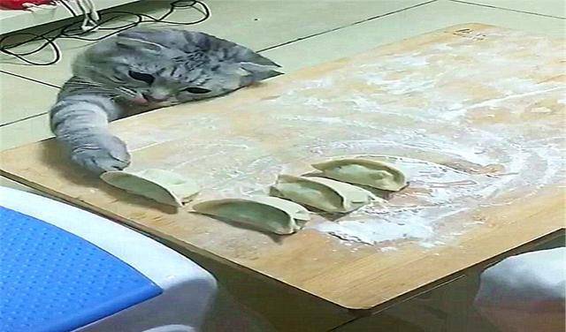 猫咪为了偷吃饺子，掩耳盗铃都用上了