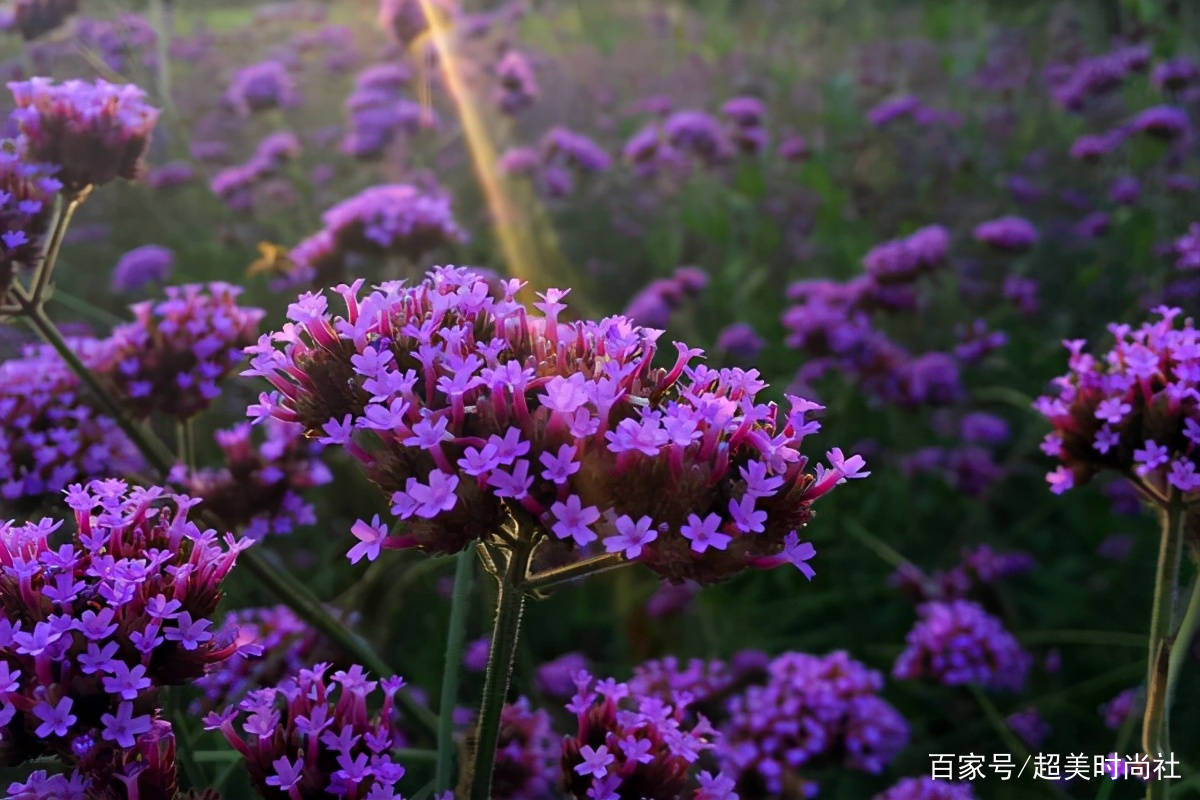 什么|“鸡皮肤”到底是什么？应该如何选择产品，才能解决此类皮肤问题