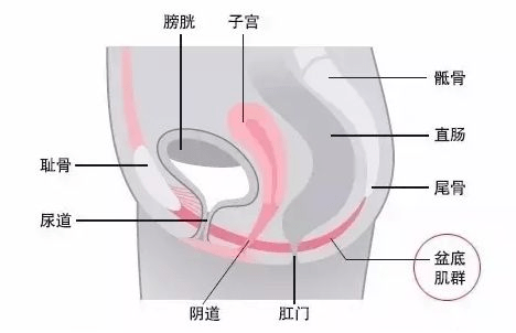 琳达|大连美琳达妇产医院：女性产后盆底肌修复有多重要 也许你还不清楚