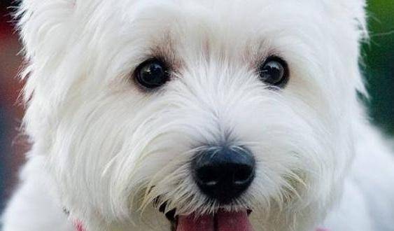 狗为啥不能吃石榴 e29c7abaf47347be8a6b916c93cc36c1.jpeg