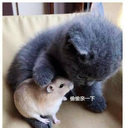 女子忘记家里还有一只猫咪，把仓鼠放出来自己玩