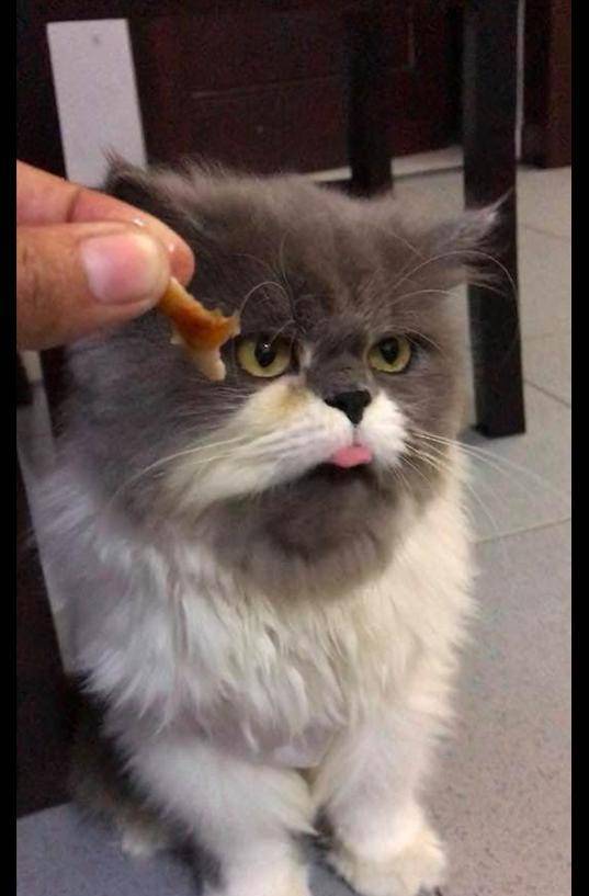 什么|主人把零食给猫咪吃,没想到它一脸嫌弃扭过头去:本宝宝不吃!