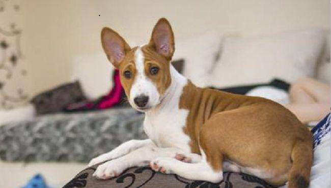 世界犬智商排名_世界犬种智商排行(2)