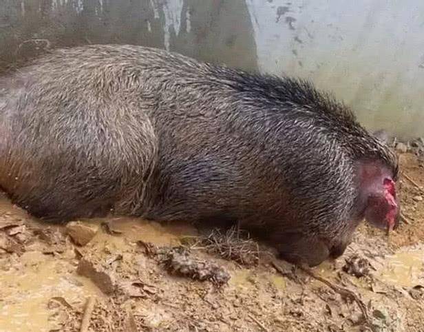 比特犬到底有多凶猛?男子让比特跟野猪搏斗,结局让人十分意外!