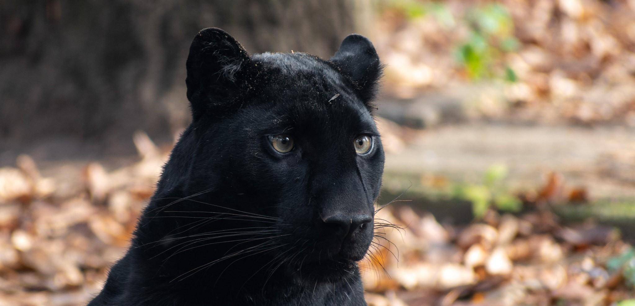 辟谣：黑豹是正式的独立物种？并不是，黑豹是多种黑化大猫的统称_美洲豹