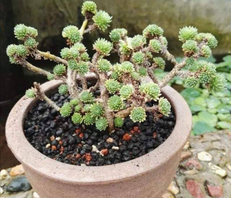 1种多肉植物,株形紧凑,矮小,做成盆景更美观_植株