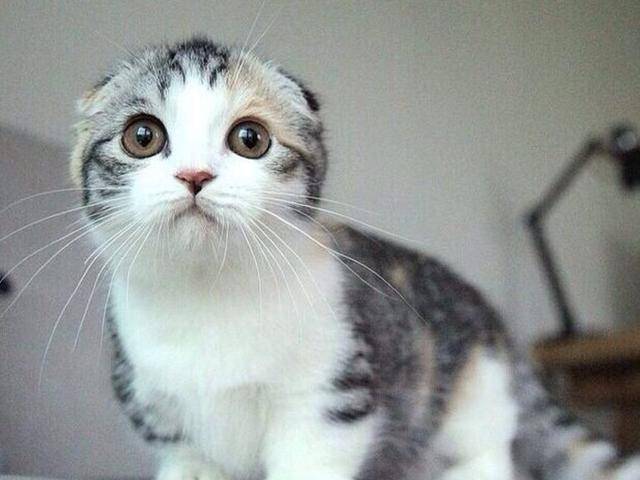 因为|这6种猫，一旦成为流浪猫，很难活过3个月