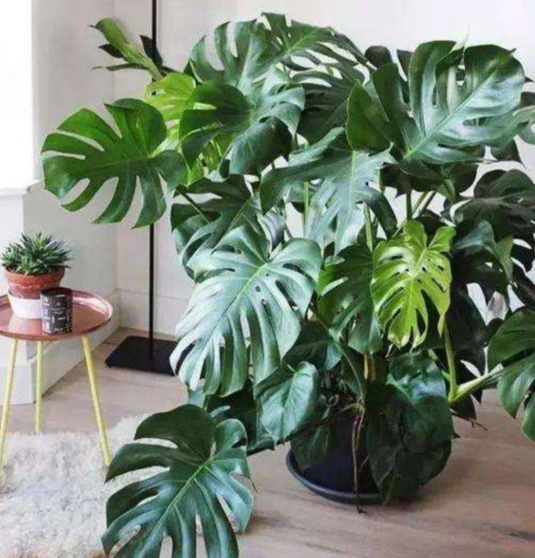 室内绿植大全冬季 65f1623ec3c145c681fd1ca60539e26f.jpeg