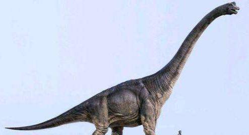中国现脖子最长恐龙_长颈族最长脖子图片_世界上最重最高最长最大的巨恐龙