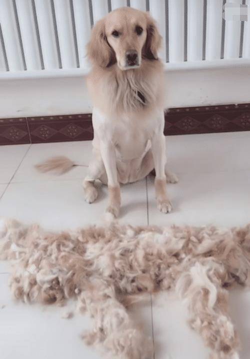 适合家里养的小宠物不掉毛 aa90958f30d84c9e9871d60ea9d765e9.jpeg