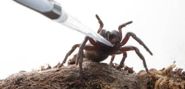 三、被迫“喝高”的蜘蛛1995年，美国科学家，研究了各种麻醉剂对蜘蛛织网