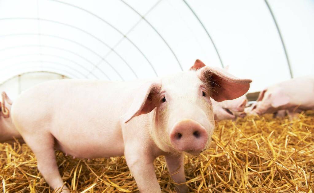 猪价明日最新 d30ac4265b1a4feb89f88d1cf2b9308a.jpeg