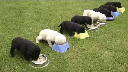 错误|饲养幼犬时，主人不要犯这6大错误，对它太伤了！