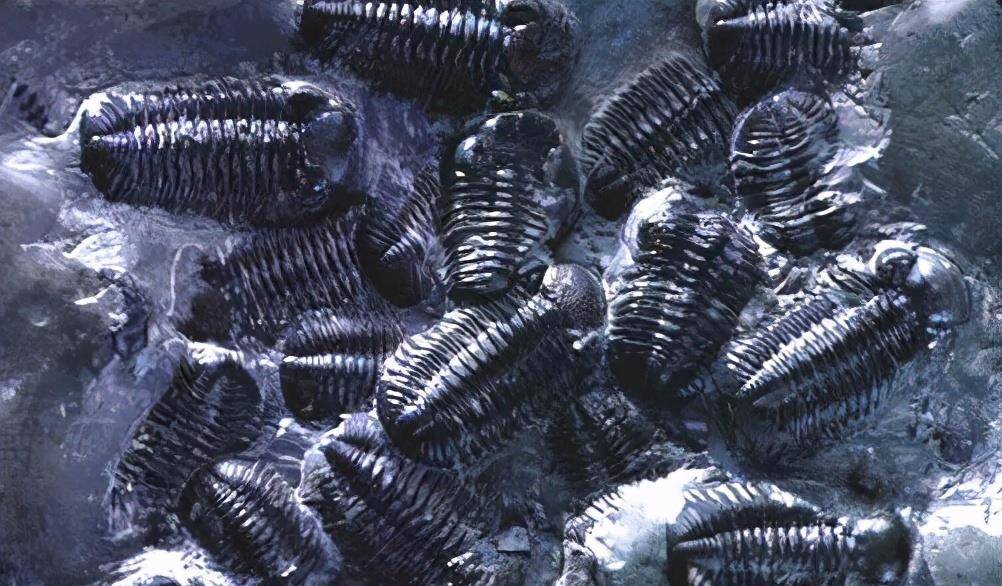 蓝色血液的动物叫什么名字 e09f9037e47941249be8fa92e06e3126.jpeg