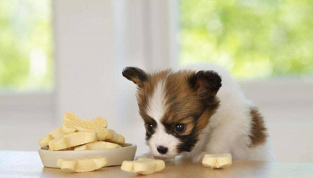 肉类|适合狗狗吃的6款“零食”，好吃还不贵！