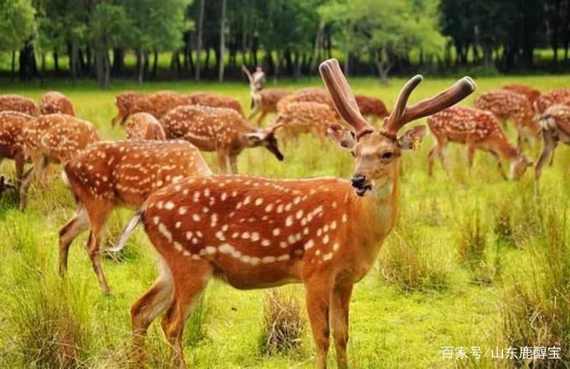 梅花鹿知多少 象征