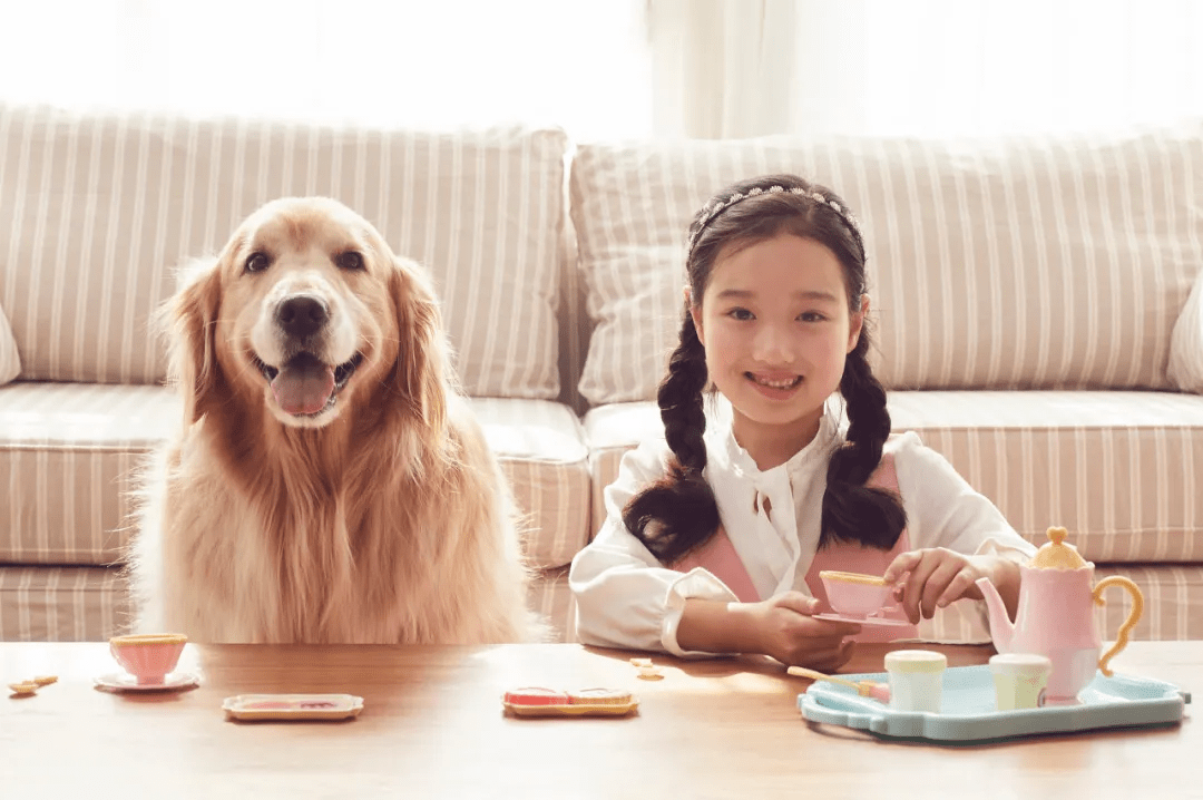 市场规模500亿金毛siri之死背后混乱中疯长的宠物托运