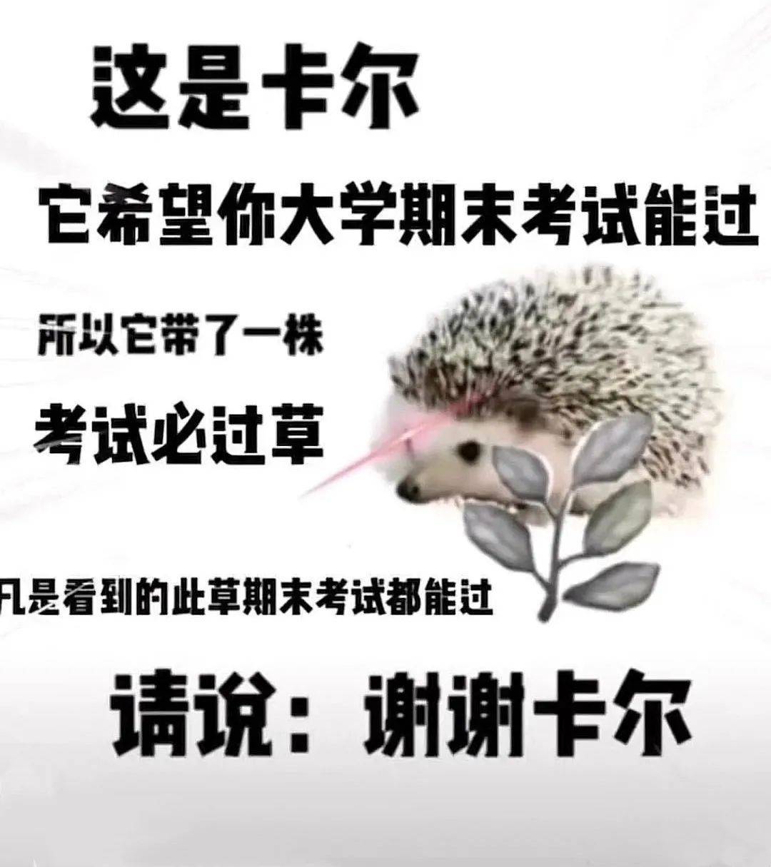 小刺猬卡尔考试图片