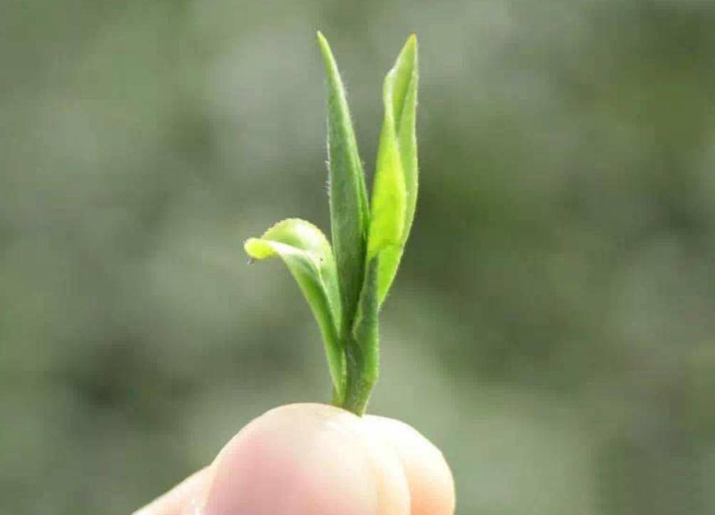 小喜年全芽头的福建名茶你知道是什么茶吗三分钟了解它