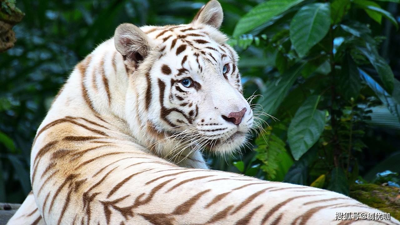 元仙日常生肖运势(12生肖每日运势天天看)