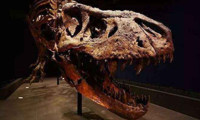 尼古拉斯凯奇|再见了，尼古拉斯凯奇，再见了，我的一代男神！