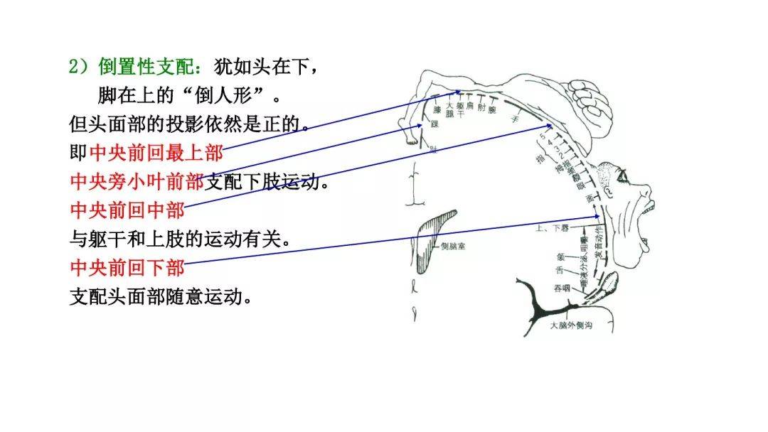 1)交叉性支配:主要支配對側的隨意運動該區域具有以下特點:額葉佔大腦