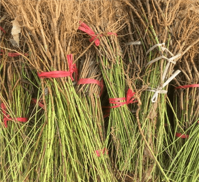 桃樹種植培育技術,綿陽桃樹苗批發基地,怎麼給桃樹修剪整形?