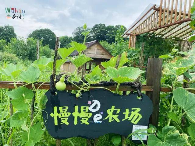 云稼慢乡田园日记沉浸式体验小森林般慢生活