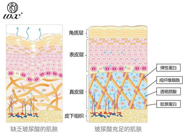 人体|我的无瑕时代：玻尿酸是身体的润滑剂，口服玻尿酸真不是交智商税！