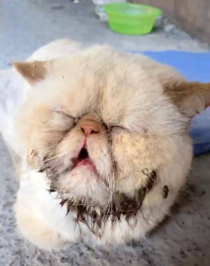 因为|加菲猫被丢桥下，与苍蝇为伴，看见人类后，它的反应让人想哭！
