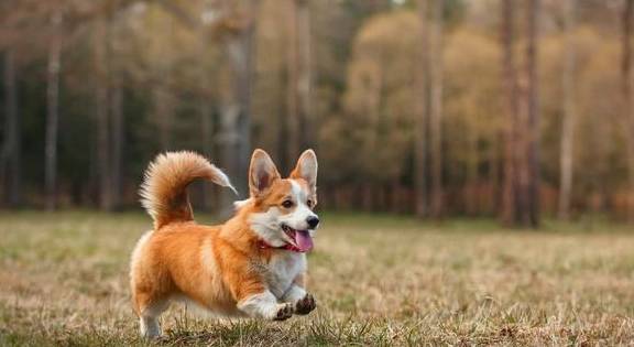 肠胃|原来这才是柯基“断尾”的原因，你会让它断尾吗？