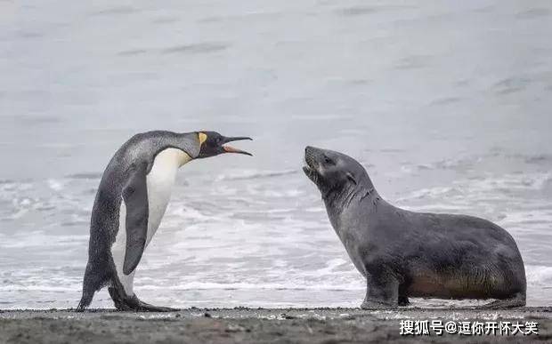 小海豹被企鹅群欺负得很狼狈母海豹霸气护犊勇猛对峙王企鹅