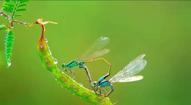 昆虫的排名_昆虫简笔画
