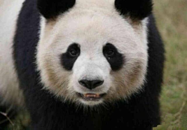 大熊貓一生下就被縫了9針, 基地奮力搶救, 網友卻直呼殘忍! 萌趣萌寵 第1张