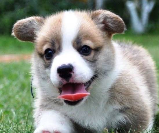 肠胃|原来这才是柯基“断尾”的原因，你会让它断尾吗？