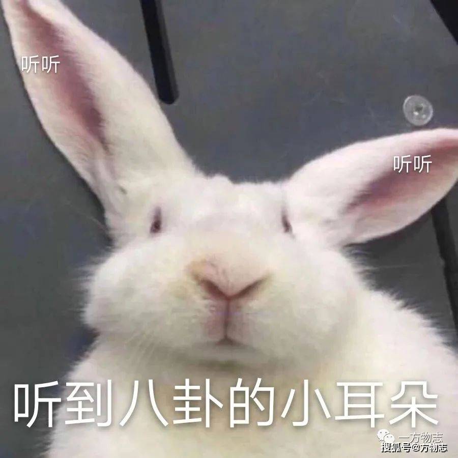 兔子的耳朵为什么会断 c8b10eb5f11b42a7acb260dfd55033dd.jpeg