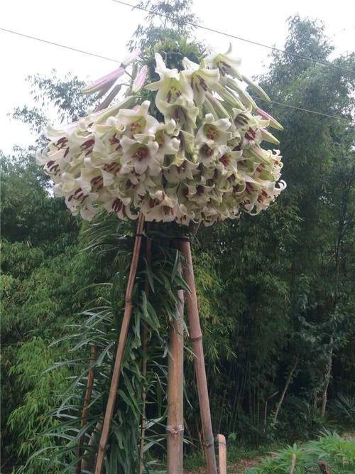 一颗百合花 身高2米8 长成百合树 长在深山里 花朵比头大 朋友