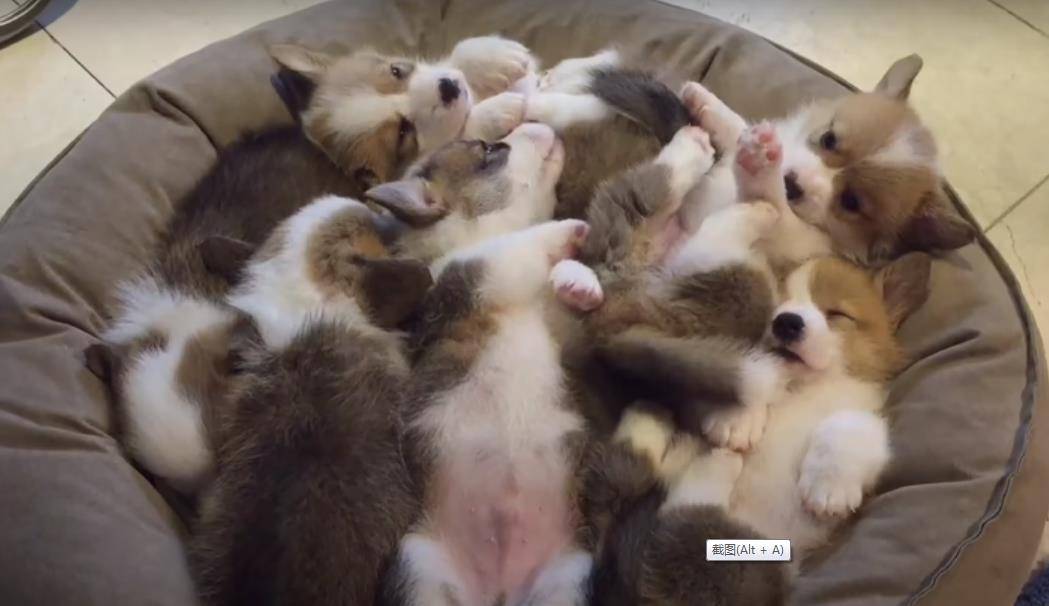 阿泽西|韩国小哥舍弃终身大事，只为养8只柯基！谁能拒绝它们的魅力？