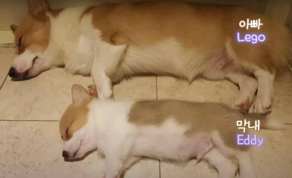 阿泽西|韩国小哥舍弃终身大事，只为养8只柯基！谁能拒绝它们的魅力？