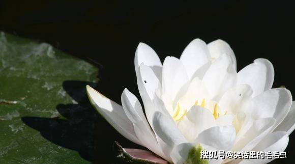 6月11日星座运势 巨蟹目标明确 天秤小心谨慎 射手积极向上 时候