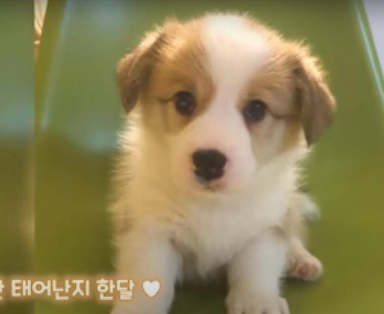 阿泽西|韩国小哥舍弃终身大事，只为养8只柯基！谁能拒绝它们的魅力？