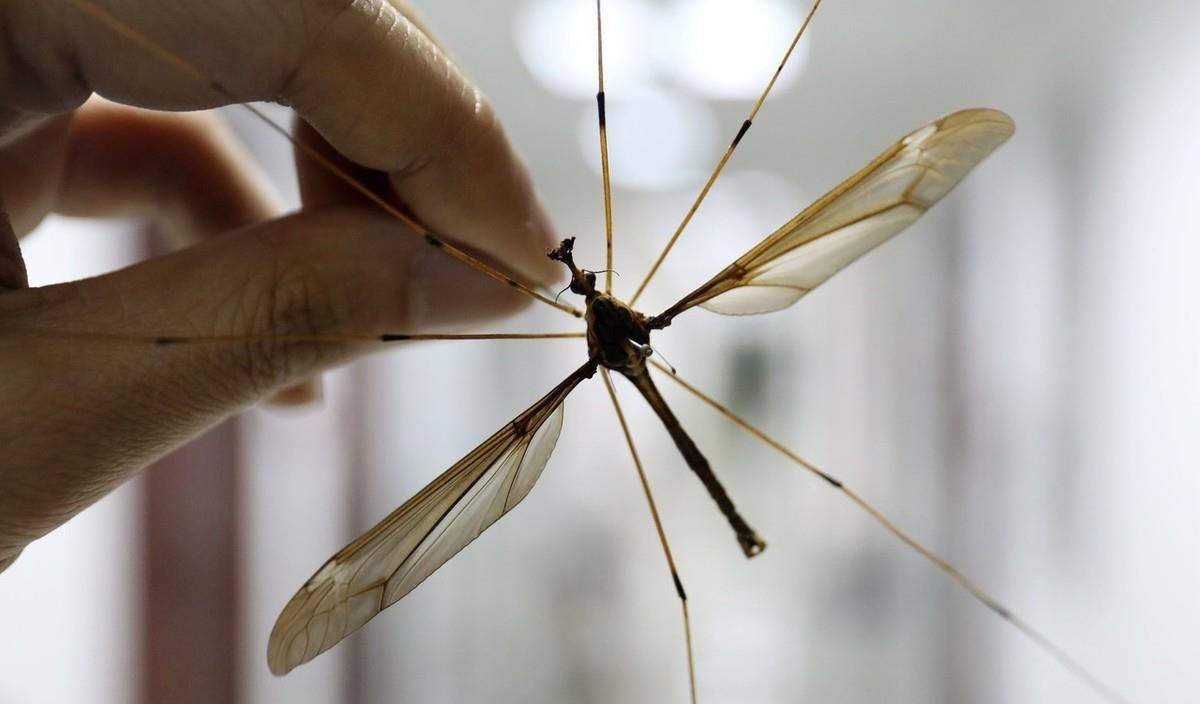 蚊子是靠什么器官 蚊子的嗅觉范围是多少