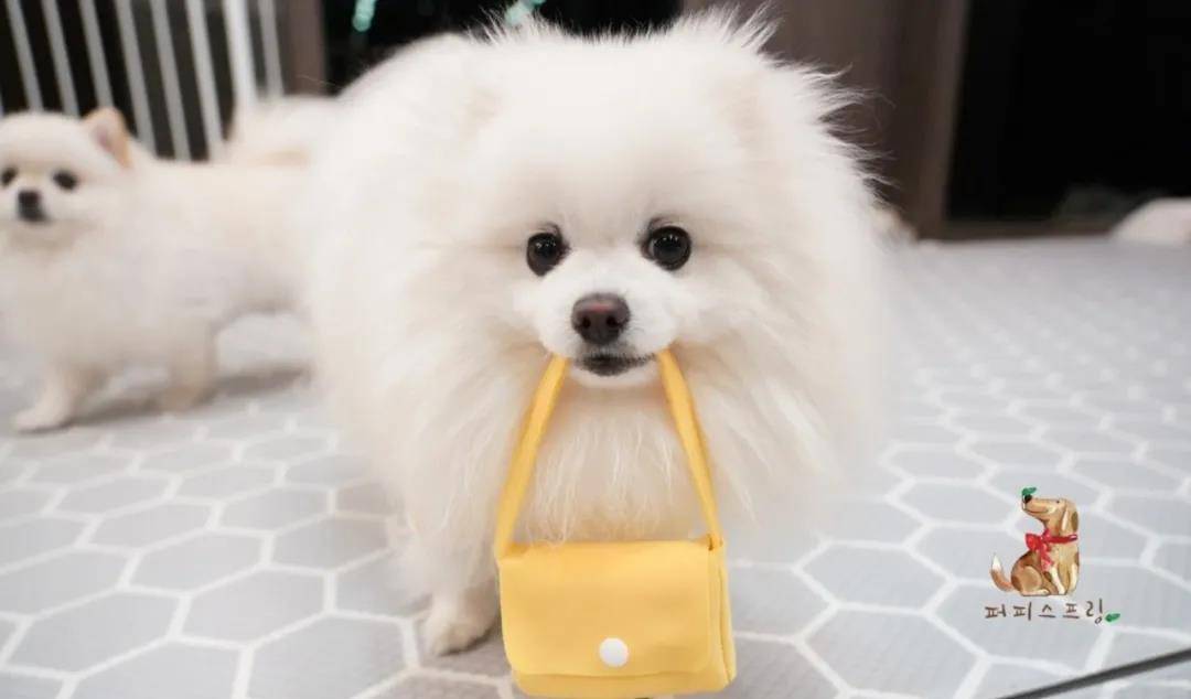 活动|韩国宠物幼儿园开学，狗狗们的新校服萌翻了！还有专属书包口水巾