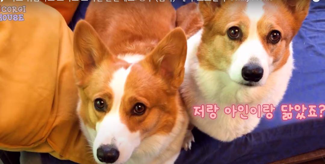 阿泽西|韩国小哥舍弃终身大事，只为养8只柯基！谁能拒绝它们的魅力？