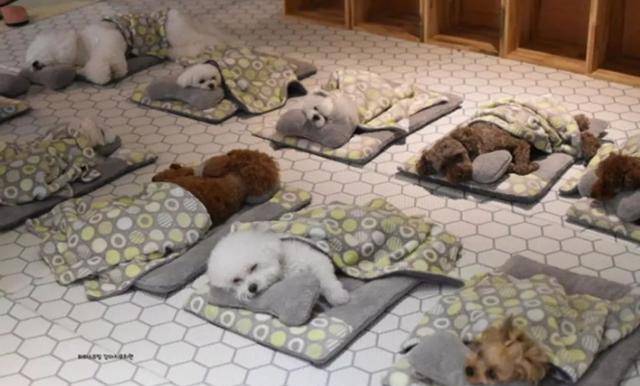 什么|韩国狗狗幼儿园，一夜之间走红网络，集体睡午觉的样子萌翻众人